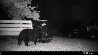 Large FL Bear testing one of our retrofitted trash cans