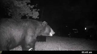 Small FL black bear, very persistent but retrofit trash can wins
